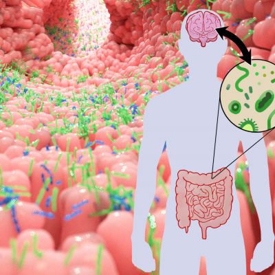 Curiosidades sobre la microbiota